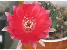 ���� �� ������� �������).