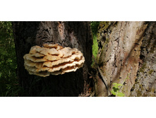 IMG 20200614 104743.jpg