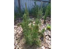 ����� 2020