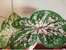 IMG 20200603 194930.jpg