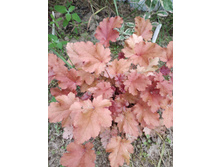 ��� �����