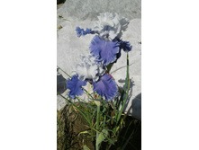 ������ ������ (Sierra grande) 2.jpg