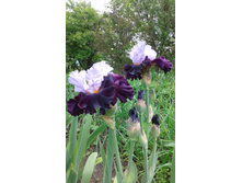 FULL FIGURED  250 ���