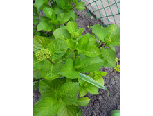 IMG 20200614 191457.jpg