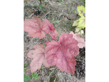 ���� �������