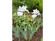 ���� ��������� �������������