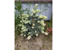 ������� 2020