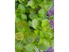 IMG 20200614 191448.jpg