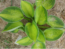 ������ �����