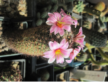 Mammillaria sheldonii