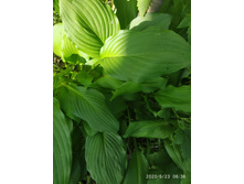 IMG 20200623 063700.jpg