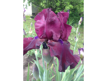 FORTUNATE SON 150 ���