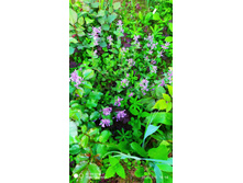 IMG 20200606 185650.jpg