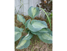 ���� ��� �����