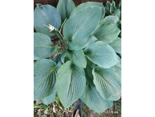 ����������� ��