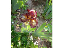 ���� ���������� ����� ��� ���� (Needles And Pins)