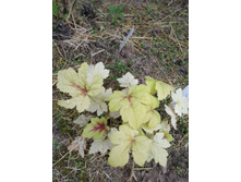 ������ ����� ����