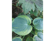 IMG 20200623 063903.jpg