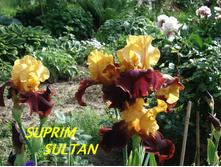 Suprim Sultan.jpg  150