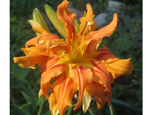 �������� ������ ��������