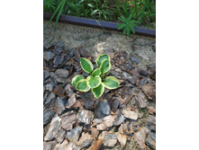 ���� ���