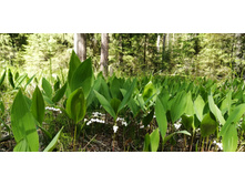 IMG 20200606 130329.jpg