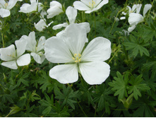 ������ ������� �����