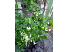 IMG 20200614 191517.jpg