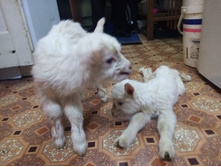 IMG 20200421 153658.jpg