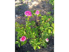 IMG 20200614 190859.jpg