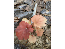 ��� ����