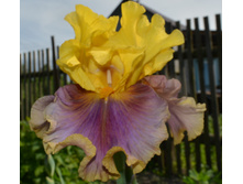 �������� ����