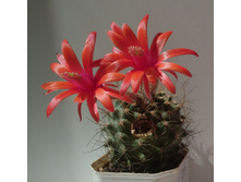 Matukana krahnii - ��ӣ��� �������� �� ���� � ������� )