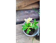 IMG 20200606 205338.jpg