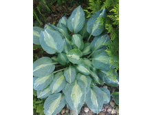 �������� �������� (�� ��� �������)