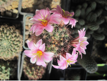 Mammillaria sheldonii