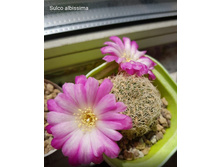 ���� �� ������� �������).