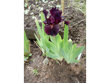 ���� ���������� ������ *����*