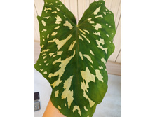 IMG 20200603 185049.jpg