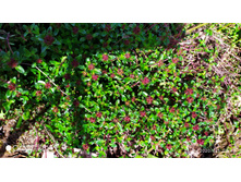 IMG 20200605 094217.jpg