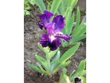 ���� ���������� ������