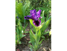 ���� ��������� ������ �����