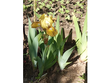 ���� ������ ������� (Atacama)