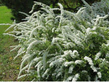 ������ �����