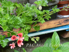 PAC Angel Eyes Orange