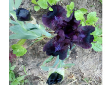 ���� ������ ��� ��������. ���� ������