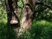 IMG 20200614 104710.jpg