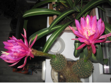 Echinopsis mamillosa v kermesina