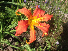 �������� ������� ��������- 100  ���.   ����� 5-6 ���� !!!