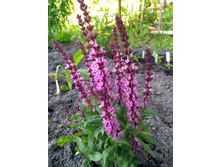 IMG 20200614 190806.jpg